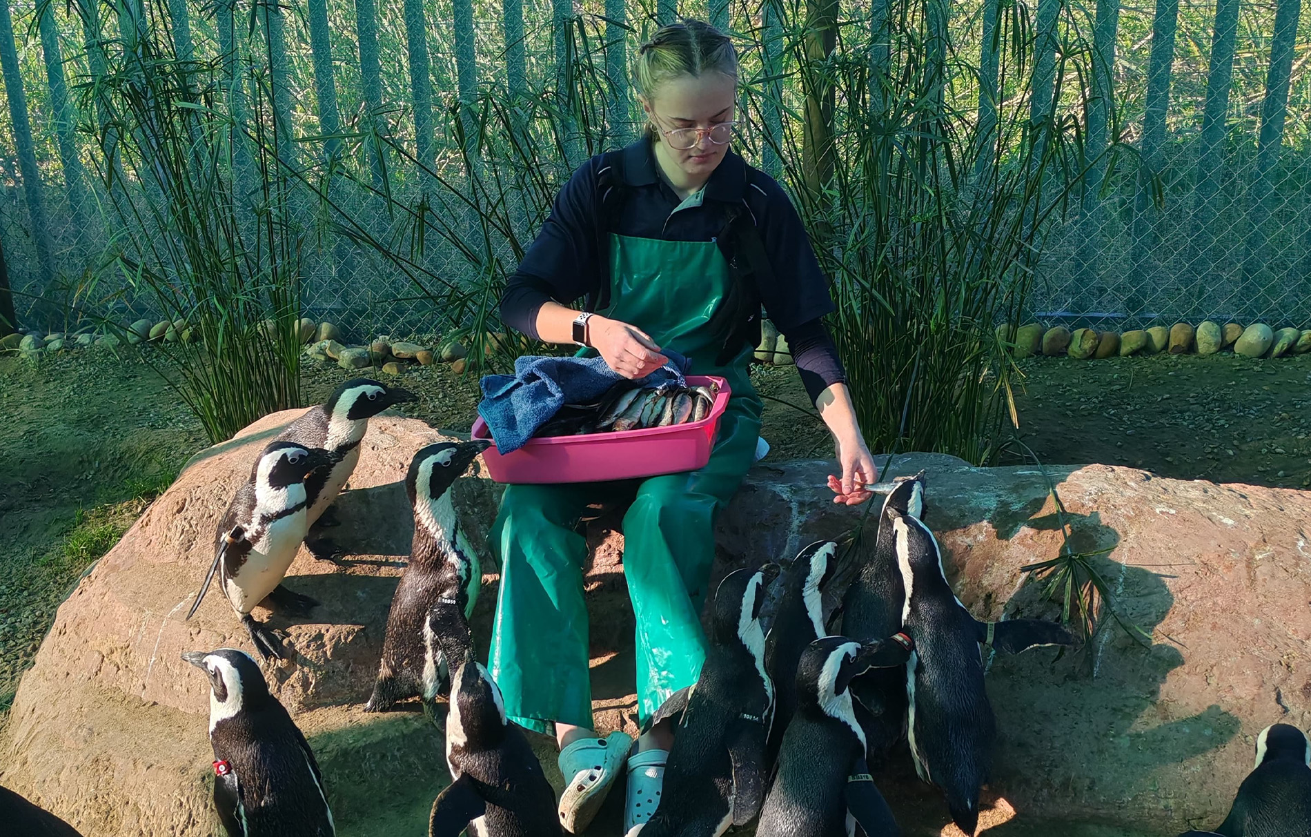Junge Frau die Pinguine füttert