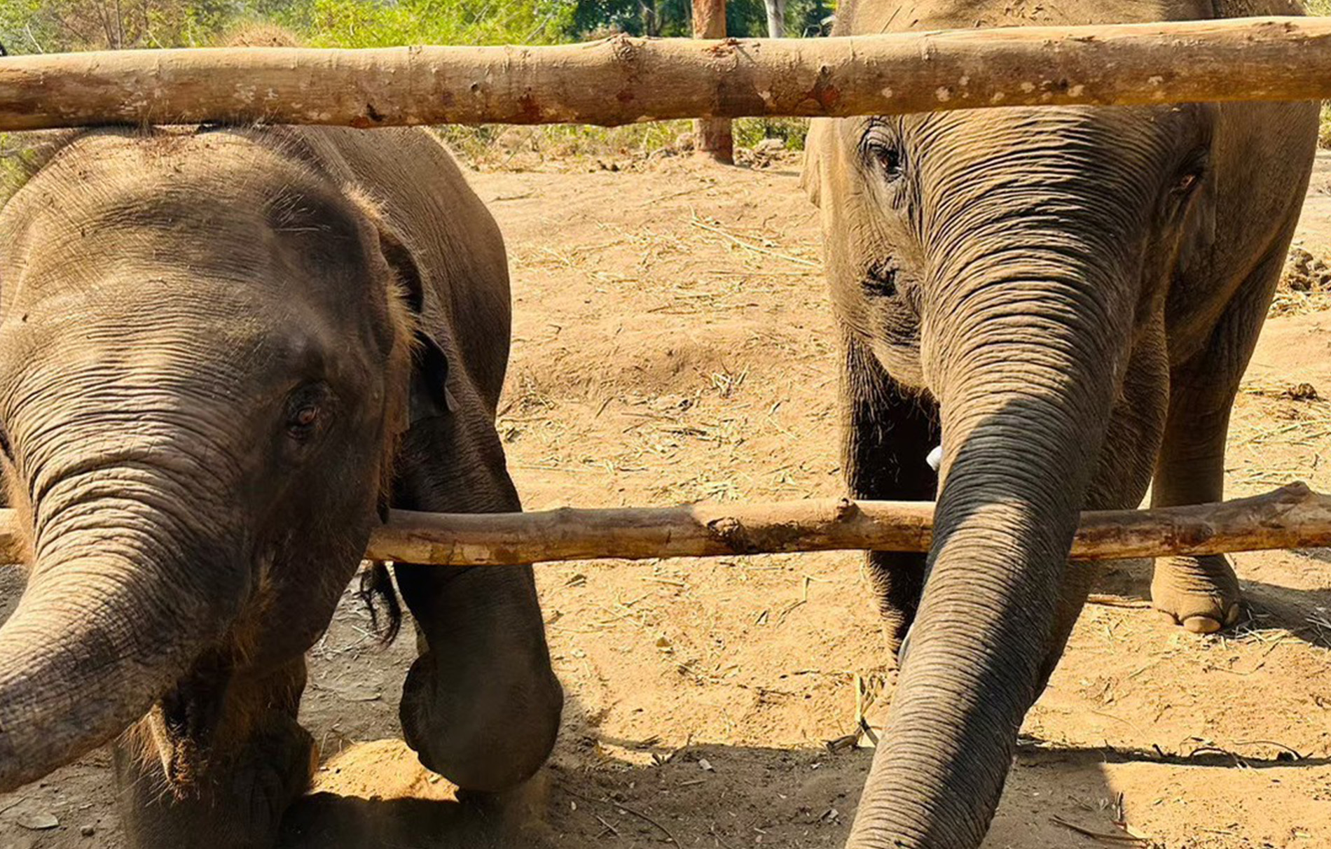 Zwei Elefanten die durch einen Holzzaun schauen