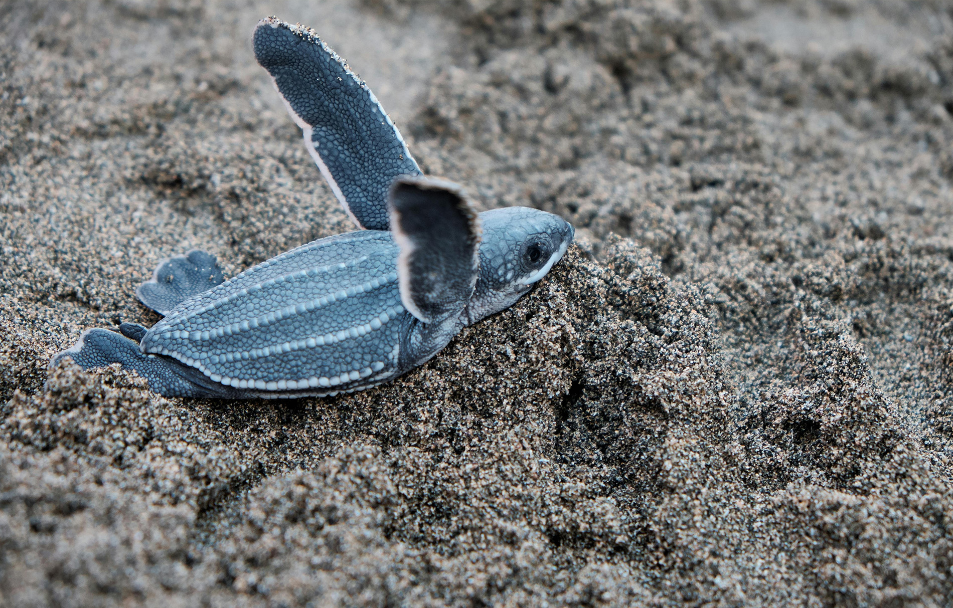 Schildkröte