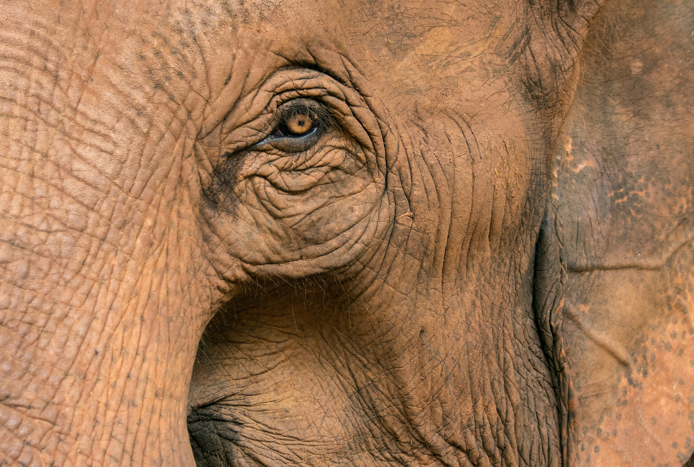 Auge eines Elefanten