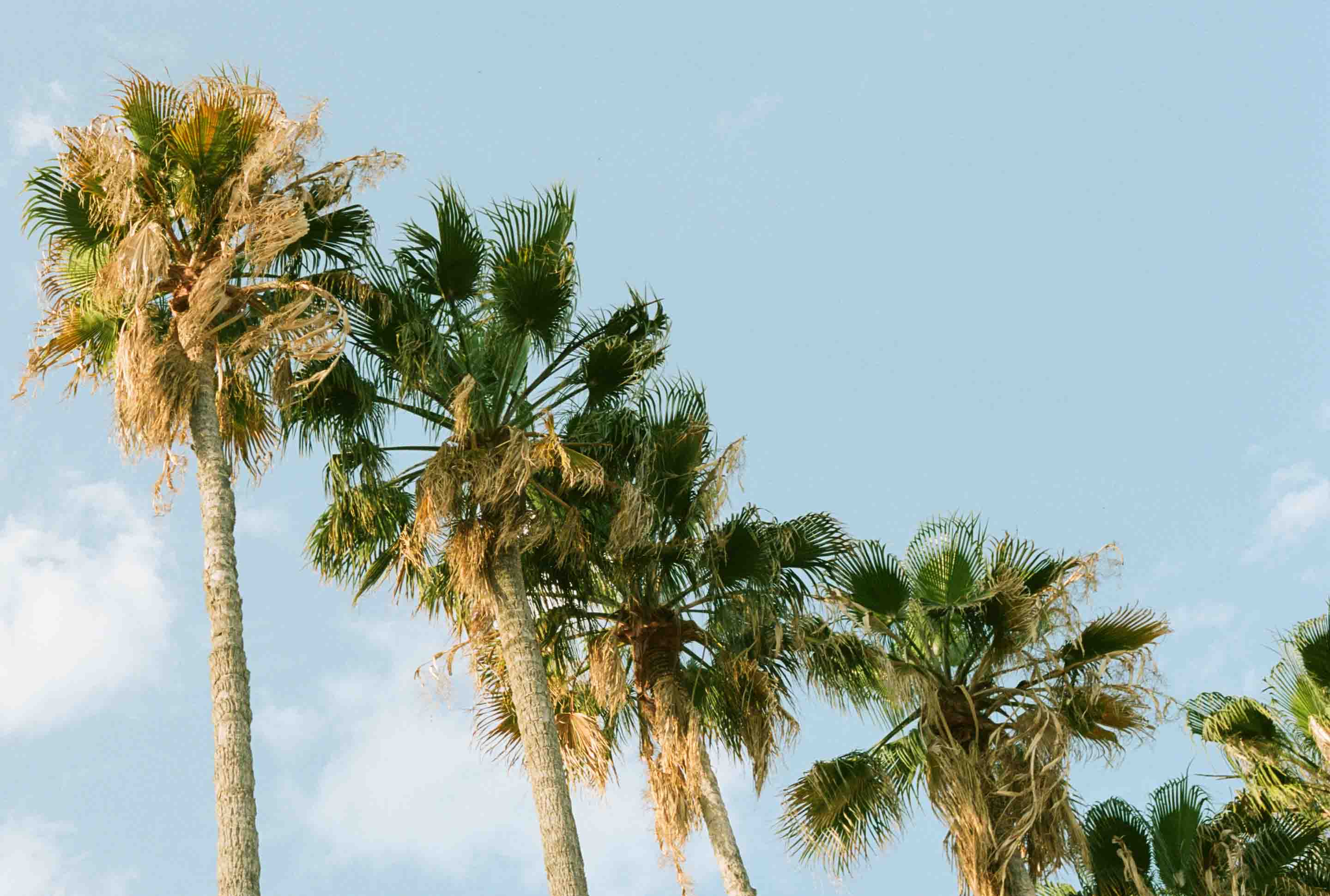 Palmen vor blauem Himmel