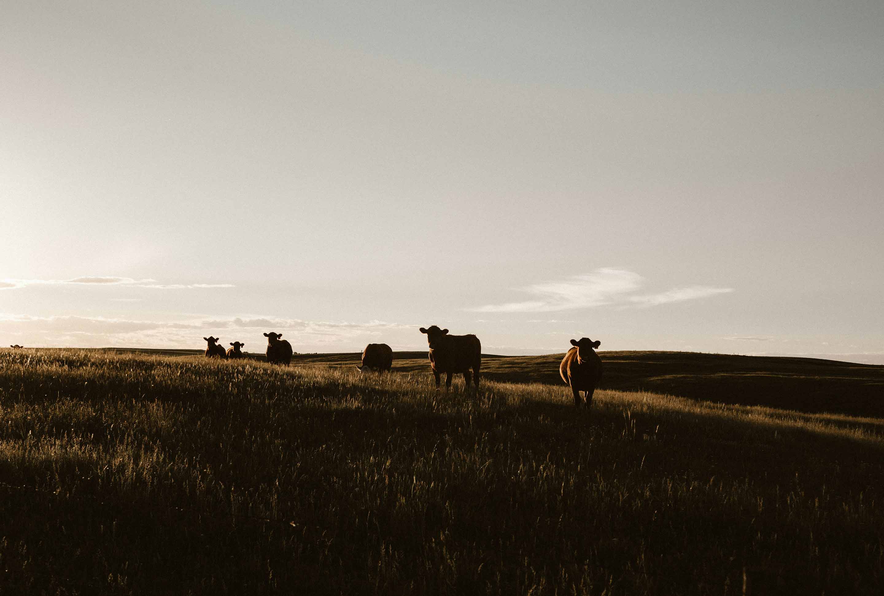 Weite Landschaft Kanadas mit Rindern